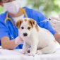 Triển khai Kế hoạch thực hiện “Năm cao điểm tiêm vắc xin phòng bệnh dại cho đàn chó, mèo” trên địa bàn xã Thọ Lâm