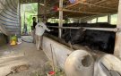 Xã Thọ Lâm: Chủ động phòng, chống dịch bệnh cho đàn vật nuôi