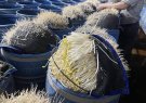 Viện Khoa học hình sự Bộ Công an xác định hoá chất ủ giá đỗ nguy hại sức khoẻ