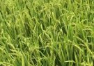 Tập trung thực hiện các biện pháp bảo vệ lúa vụ xuân