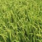 Tập trung thực hiện các biện pháp bảo vệ lúa vụ xuân